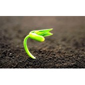 Ти дійсно готовий?