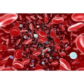 Кров і її значення