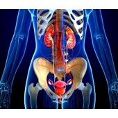 Хвороби сечостатевої системи